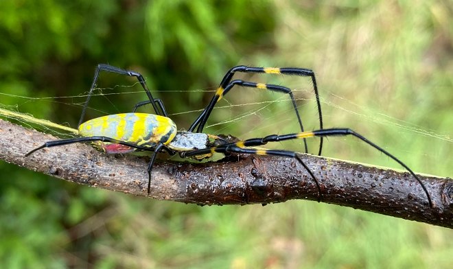 Этим летом в США ожидается нашествие гигантских иноземных пауков 