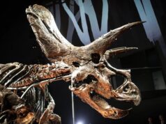 Познакомьтесь с Хорридусом — наиболее сохранившимся скелетом трицератопса в мире