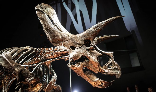 Познакомьтесь с Хорридусом — наиболее сохранившимся скелетом трицератопса в мире 