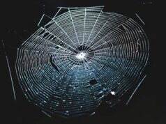 Ученые превратили паучью паутину в потрясающий музыкальный инструмент