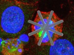 Нанозвезды из кремния с легкостью разрушают раковые клетки изнутри