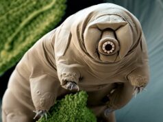 Тихоходки обожают ездить верхом на улитках, даже если поездка означает для них смерть