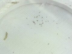 Ткань-лабиринт убережет растения даже от самых мелких насекомых