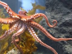 Ученые выяснили, что осьминоги могут создавать целые города