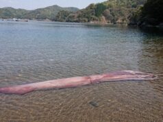 В руки японских ученых попал гигантский глубоководный кальмар