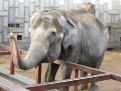 Слониху Хэппи хотят сделать юридическим лицом, чтобы отстоять ее право на свободу