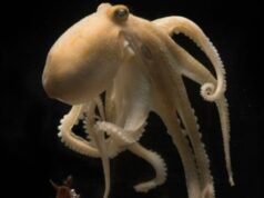 Ученые приблизились к разгадке драматического самоубийства осьминогов-родителей