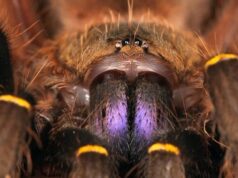 Ученые раскрыли огромный черный рынок торговли пауками