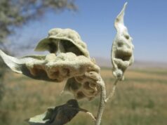 В Канаде для борьбы с «русскими оливами» выпустят в природу особых евразийских клещей