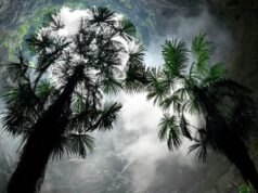 В Китае обнаружили гигантскую дыру в земле с сорокаметровыми деревьями на дне