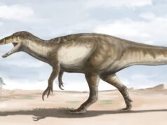 В Патагонии найдены останки самого крупного мегараптора в истории