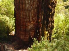 Дерево «Прадедушка» в Чили, похоже, является самым старым деревом в мире
