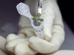 Первые в мире растения, выращенные в лунной почве, оказались слишком хилыми