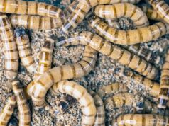 Суперчерви Zophobas morio способны жить на диете из чистого пластика