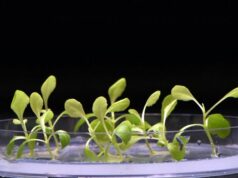 Ученые изобрели способ выращивания растений в полной темноте