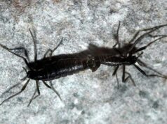 Единственное насекомое-житель Антарктиды может навсегда исчезнуть из-за глобального потепления