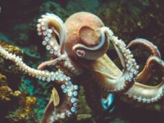 Мозг осьминогов оказался чрезвычайно похож на мозг человека