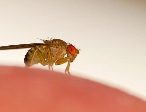 Ученые «взломали» мозг мухи и научились управлять ею на расстоянии