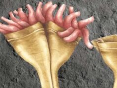 Обнаружены окаменевшие существа возрастом 557 млн лет — первые хищники нашей планеты