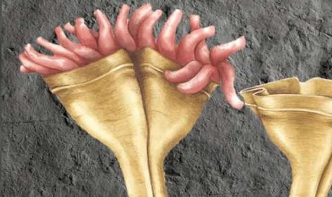 Обнаружены окаменевшие существа возрастом 557 млн лет — первые хищники нашей планеты 