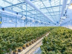 Из-за легализации каннабиса фармацевтические компании потеряли десятки миллиардов долларов