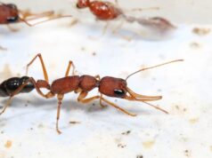 Раскрыт механизм, позволяющий королеве муравьев в пять раз продлевать свою жизнь