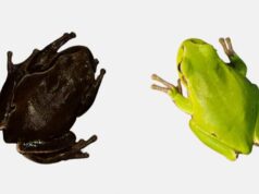 Эволюция по-чернобыльски: радиация сделала местных зеленых лягушек черными