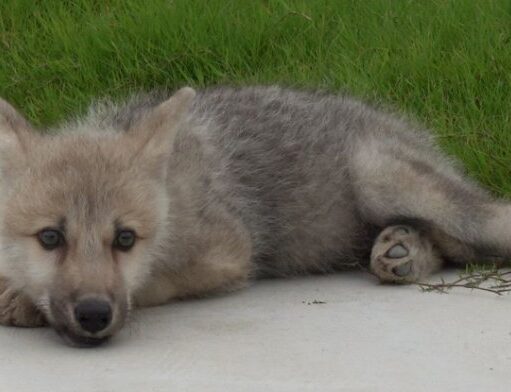 В Китае родился первый в мире клон арктического волка