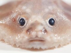 На стыке двух океанов ученые обнаружили невероятное количество неизвестных живых существ