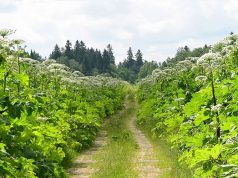 Российскими учеными найдена перспективная область применения борщевика Сосновского