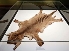 В шкафу австралийского музея нашли останки последнего известного тасманского тигра