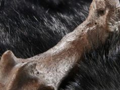 320 тысяч лет назад в моде были шкуры смертельно опасных пещерных медведей