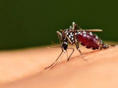 Новый сверхдолгий репеллент от комаров действует более восьми часов