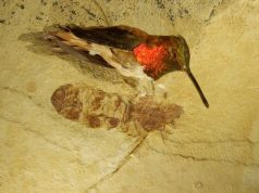 По всему миру находят окаменелости гигантских древних муравьев, которые ставят ученых в тупик