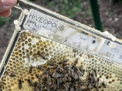 Практичные робосоты позволят пчелам выжить при резком похолодании