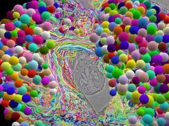 Ученые впервые создали полную карту мозга насекомого