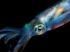 Биоинженеры сумели создать человеческие клетки с камуфляжными свойствами кальмара