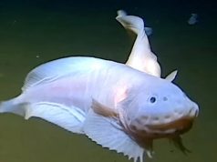 У берегов Японии обнаружили самую глубоководную рыбу в мире