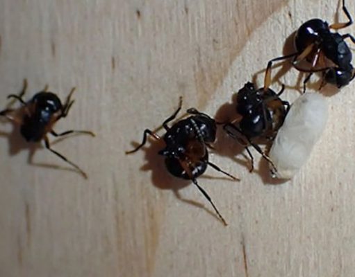 Энтомологи впервые обнаружили у муравьев имитацию «коллективной смерти»