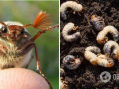 Почему украинцы весной-2023 почти не видели майских жуков: что произошло с жуками