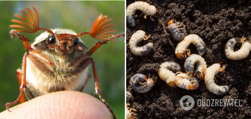 Почему украинцы весной-2023 почти не видели майских жуков: что произошло с жуками