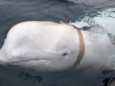 Российский «кит-шпион» вернулся и жаждет любви