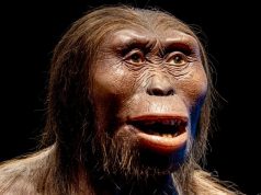 Ученые из Кембриджа узнали новые подробности о самом знаменитом австралопитеке Люси