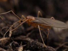 Ученые нашли настоящих живых химер, опровергающих законы биологии