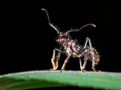 Ученые раскрыли секрет самого болезненного укуса насекомого в мире