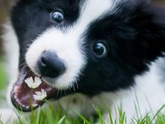 Ученые выяснили, почему собаки едят траву