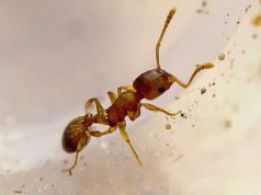 Уникальный паразит наделяет муравьев «королевскими привилегиями»