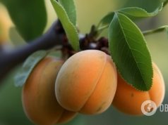 Чем нужно успеть обработать абрикос в июле: плоды будут больше