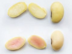 Добавление генов животных в сою позволит выращивать свинину как растение