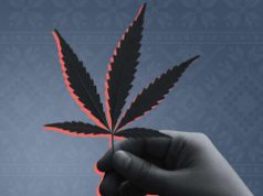 Почему медицинский каннабис хотят легализовать законом, а не решением КМУ?